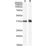 Western Blot - Anti-Glycophorin A Antibody (A84134) - Antibodies.com