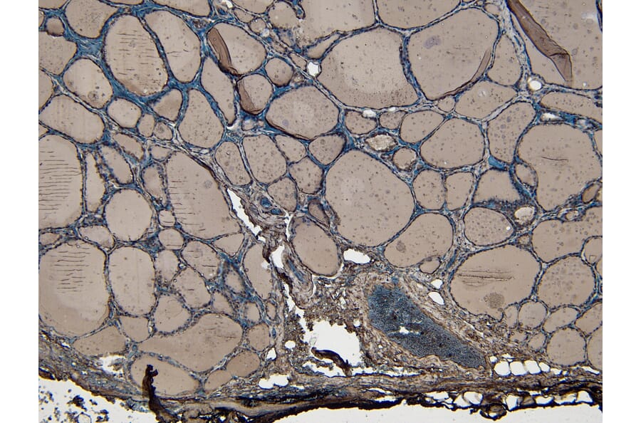 Immunohistochemistry - Anti-ENPP1/PC1 Antibody (A84135) - Antibodies.com