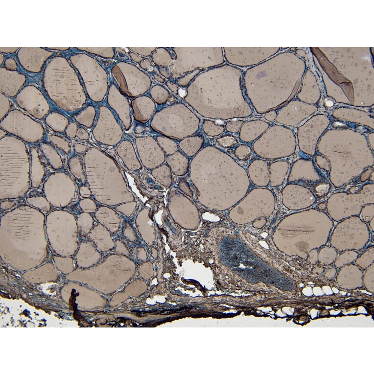 Immunohistochemistry - Anti-ENPP1/PC1 Antibody (A84135) - Antibodies.com