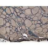 Immunohistochemistry - Anti-ENPP1/PC1 Antibody (A84135) - Antibodies.com