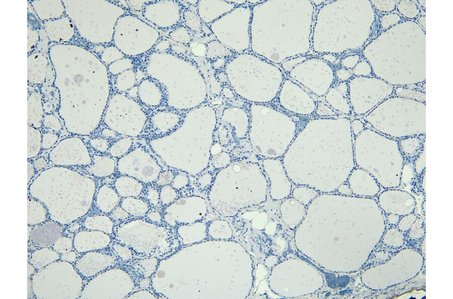 Immunohistochemistry - Anti-ENPP1/PC1 Antibody (A84135) - Antibodies.com