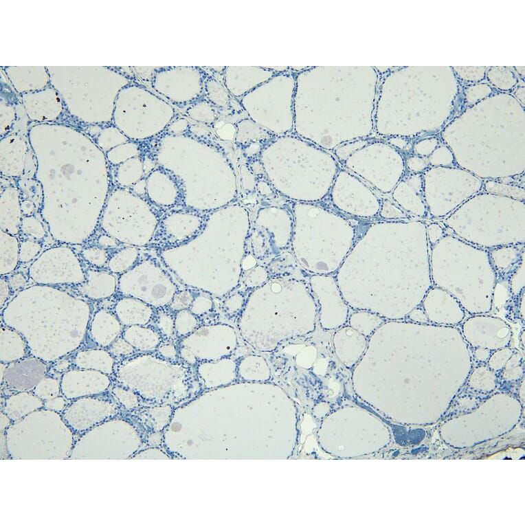 Immunohistochemistry - Anti-ENPP1/PC1 Antibody (A84135) - Antibodies.com