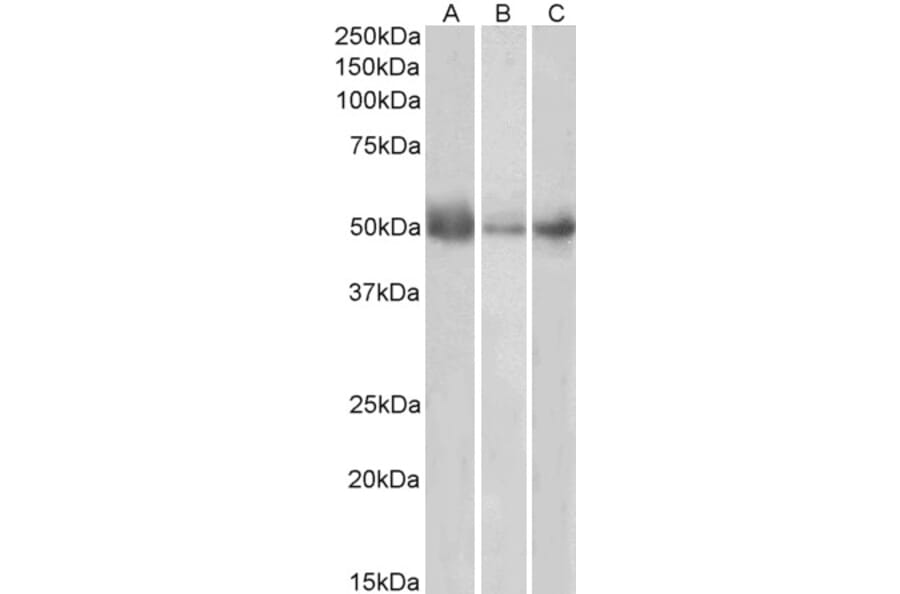 Western Blot - Anti-Indoleamine 2, 3-dioxygenase Antibody (A84136) - Antibodies.com