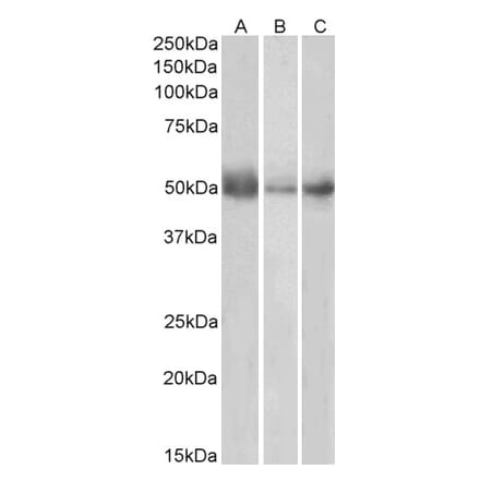 Western Blot - Anti-Indoleamine 2, 3-dioxygenase Antibody (A84136) - Antibodies.com