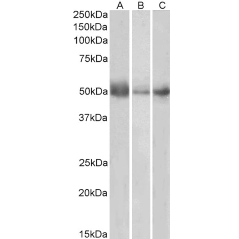 Western Blot - Anti-Indoleamine 2, 3-dioxygenase Antibody (A84136) - Antibodies.com