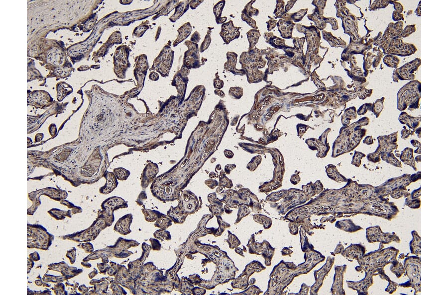Immunohistochemistry - Anti-Indoleamine 2, 3-dioxygenase Antibody (A84136) - Antibodies.com