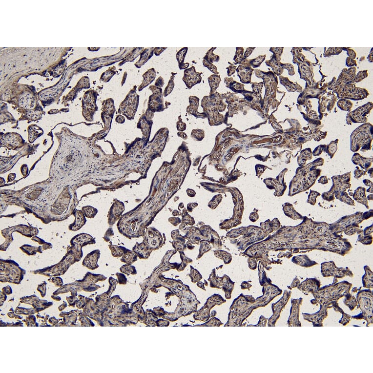 Immunohistochemistry - Anti-Indoleamine 2, 3-dioxygenase Antibody (A84136) - Antibodies.com
