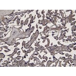 Immunohistochemistry - Anti-Indoleamine 2, 3-dioxygenase Antibody (A84136) - Antibodies.com