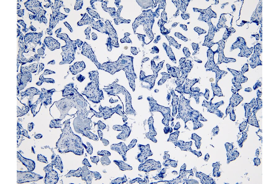 Immunohistochemistry - Anti-Indoleamine 2, 3-dioxygenase Antibody (A84136) - Antibodies.com