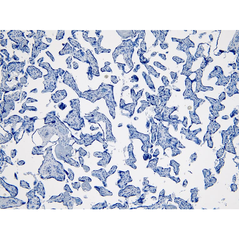 Immunohistochemistry - Anti-Indoleamine 2, 3-dioxygenase Antibody (A84136) - Antibodies.com