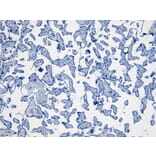 Immunohistochemistry - Anti-Indoleamine 2, 3-dioxygenase Antibody (A84136) - Antibodies.com