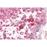 Immunohistochemistry - Anti-PCID1 Antibody (A84137) - Antibodies.com