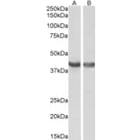 Western Blot - Anti-HEXIM1 Antibody (A84138) - Antibodies.com