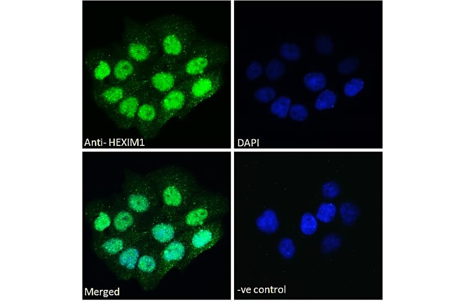 Immunofluorescence - Anti-HEXIM1 Antibody (A84138) - Antibodies.com