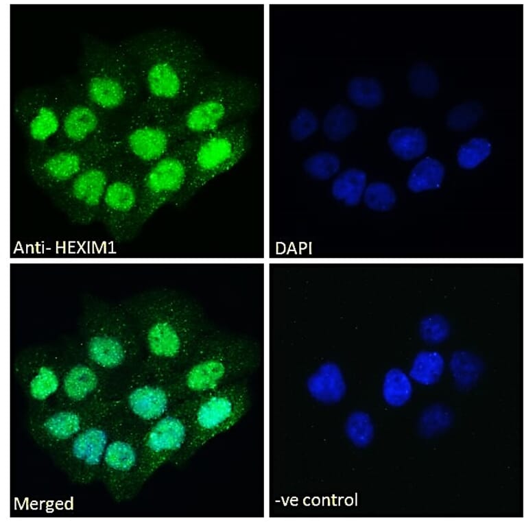 Immunofluorescence - Anti-HEXIM1 Antibody (A84138) - Antibodies.com