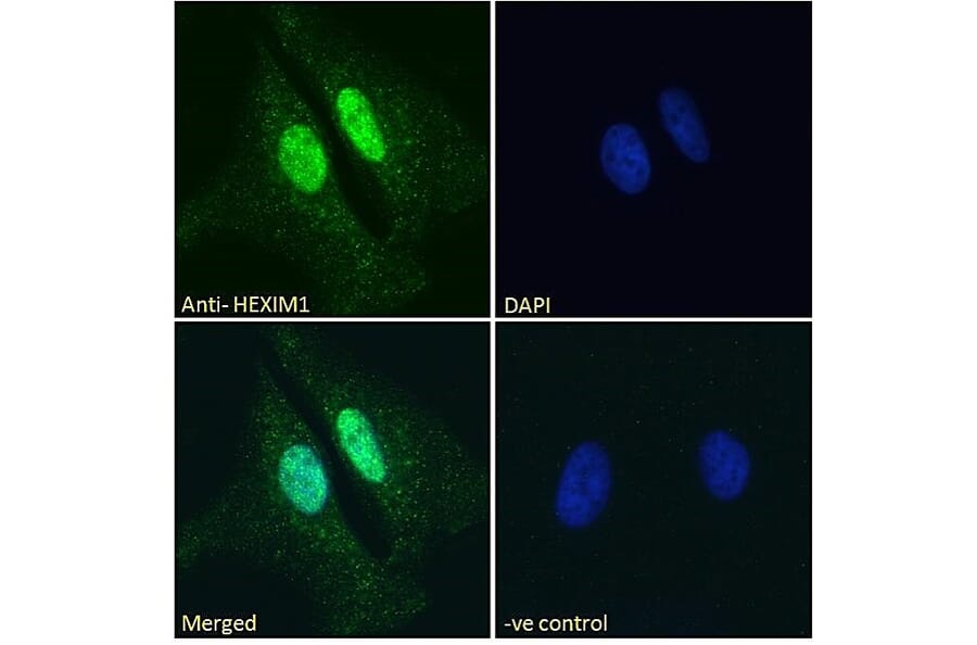 Immunofluorescence - Anti-HEXIM1 Antibody (A84138) - Antibodies.com