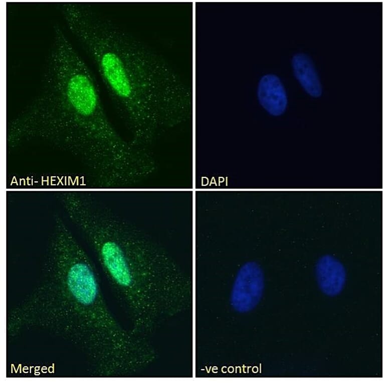 Immunofluorescence - Anti-HEXIM1 Antibody (A84138) - Antibodies.com