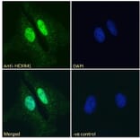 Immunofluorescence - Anti-HEXIM1 Antibody (A84138) - Antibodies.com