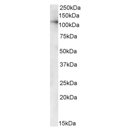 Western Blot - Anti-USO1 Antibody (A84141) - Antibodies.com