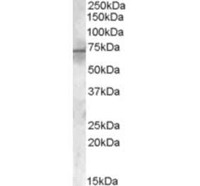 Western Blot - Anti-PDK1 Antibody (A84142) - Antibodies.com