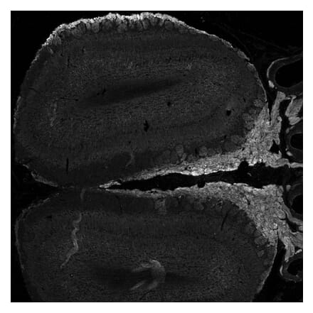 Immunohistochemistry - Anti-NCAM2 Antibody (A84144) - Antibodies.com