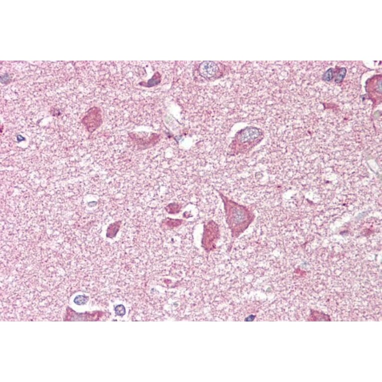 Immunohistochemistry - Anti-NCAM2 Antibody (A84144) - Antibodies.com