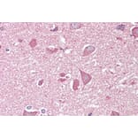 Immunohistochemistry - Anti-NCAM2 Antibody (A84144) - Antibodies.com