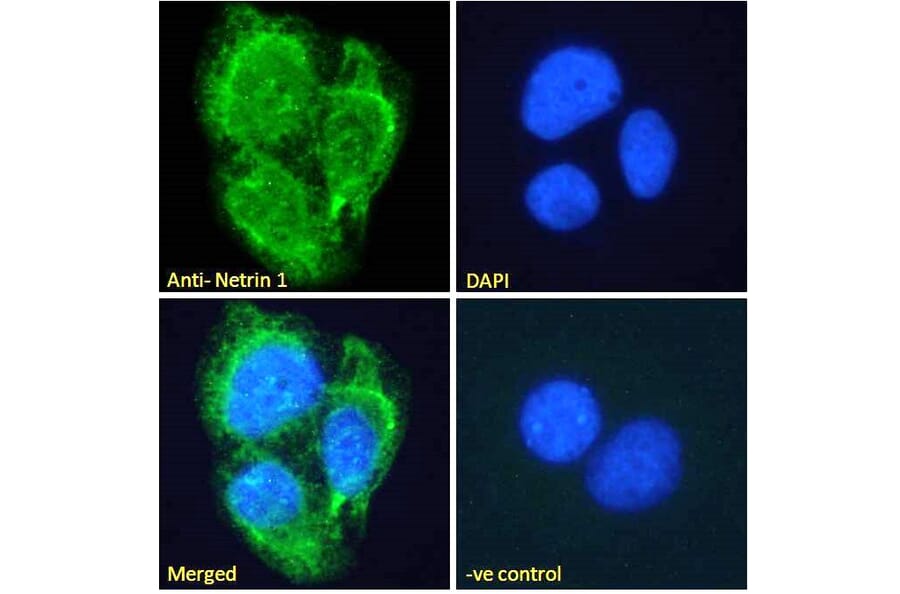 Immunofluorescence - Anti-Netrin 1 Antibody (A84146) - Antibodies.com