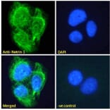 Immunofluorescence - Anti-Netrin 1 Antibody (A84146) - Antibodies.com