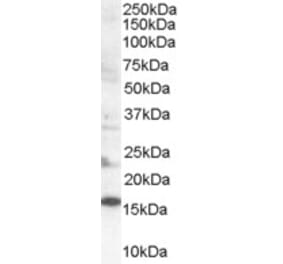 Western Blot - Anti-SH2D1A Antibody (A84147) - Antibodies.com