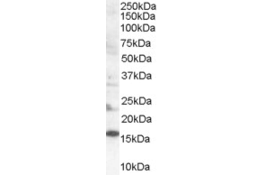 Western Blot - Anti-SH2D1A Antibody (A84147) - Antibodies.com