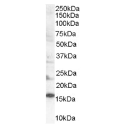 Western Blot - Anti-SH2D1A Antibody (A84147) - Antibodies.com