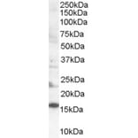Western Blot - Anti-SH2D1A Antibody (A84147) - Antibodies.com