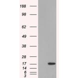 Western Blot - Anti-SH2D1A Antibody (A84147) - Antibodies.com