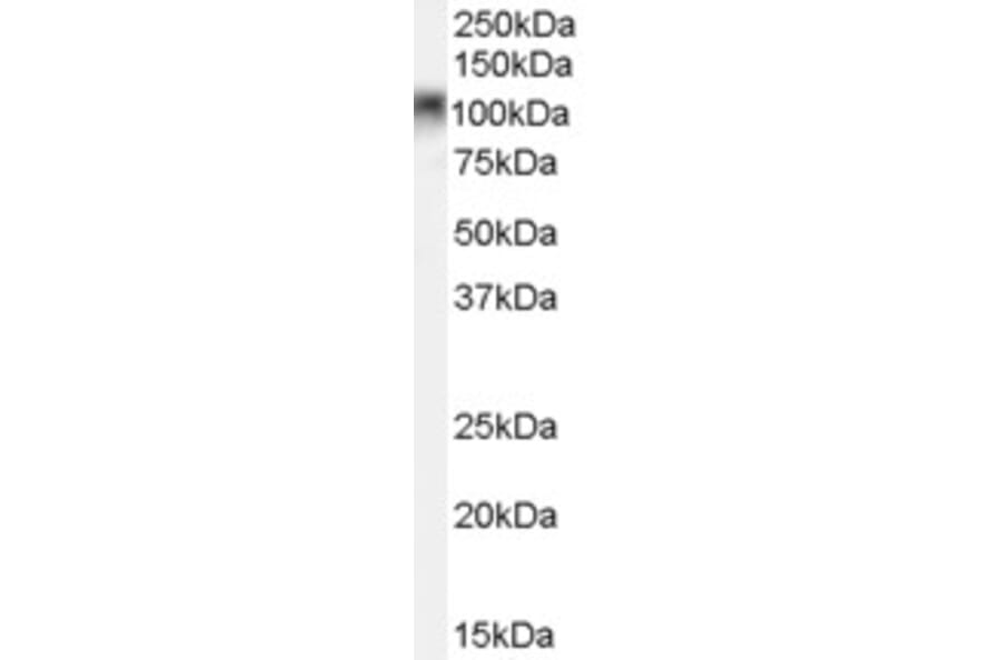 Western Blot - Anti-B MyB Antibody (A84148) - Antibodies.com