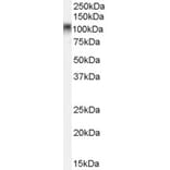 Western Blot - Anti-B MyB Antibody (A84148) - Antibodies.com