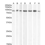 Western Blot - Anti-KPNB1 Antibody (A84149) - Antibodies.com