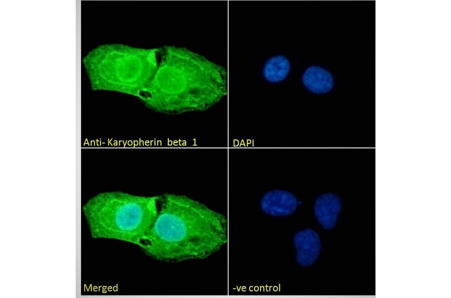 Immunofluorescence - Anti-KPNB1 Antibody (A84149) - Antibodies.com