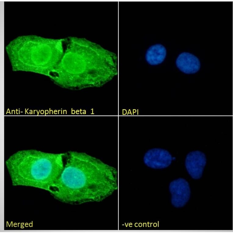 Immunofluorescence - Anti-KPNB1 Antibody (A84149) - Antibodies.com