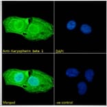 Immunofluorescence - Anti-KPNB1 Antibody (A84149) - Antibodies.com