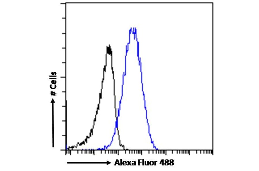 Flow Cytometry - Anti-KPNB1 Antibody (A84149) - Antibodies.com