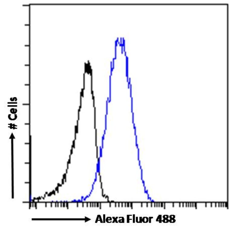 Flow Cytometry - Anti-KPNB1 Antibody (A84149) - Antibodies.com