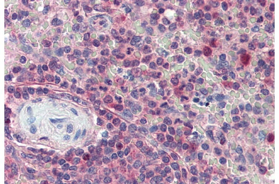 Immunohistochemistry - Anti-KPNB1 Antibody (A84149) - Antibodies.com