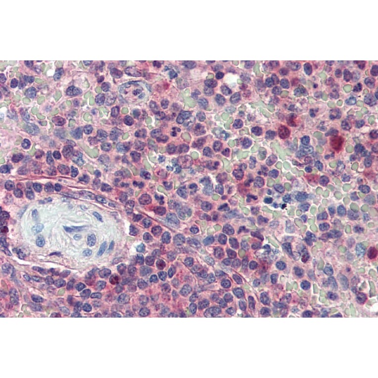 Immunohistochemistry - Anti-KPNB1 Antibody (A84149) - Antibodies.com