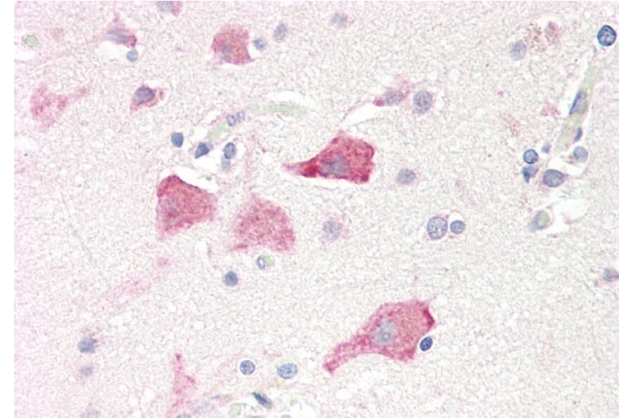 Immunohistochemistry - Anti-RPS19 Antibody (A84151) - Antibodies.com