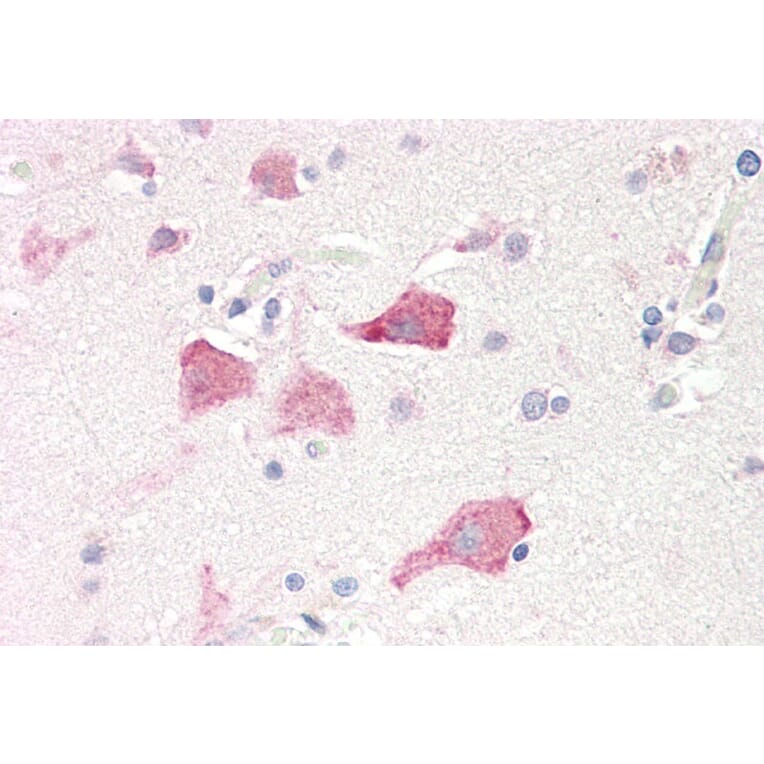 Immunohistochemistry - Anti-RPS19 Antibody (A84151) - Antibodies.com