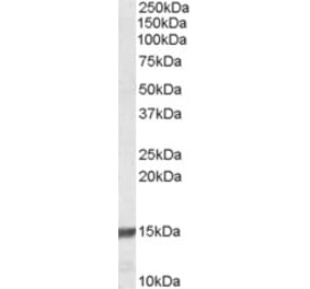 Western Blot - Anti-RPS19 Antibody (A84151) - Antibodies.com