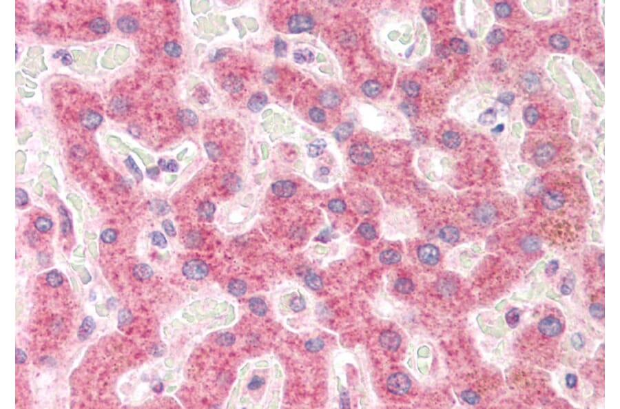 Immunohistochemistry - Anti-RPS19 Antibody (A84151) - Antibodies.com