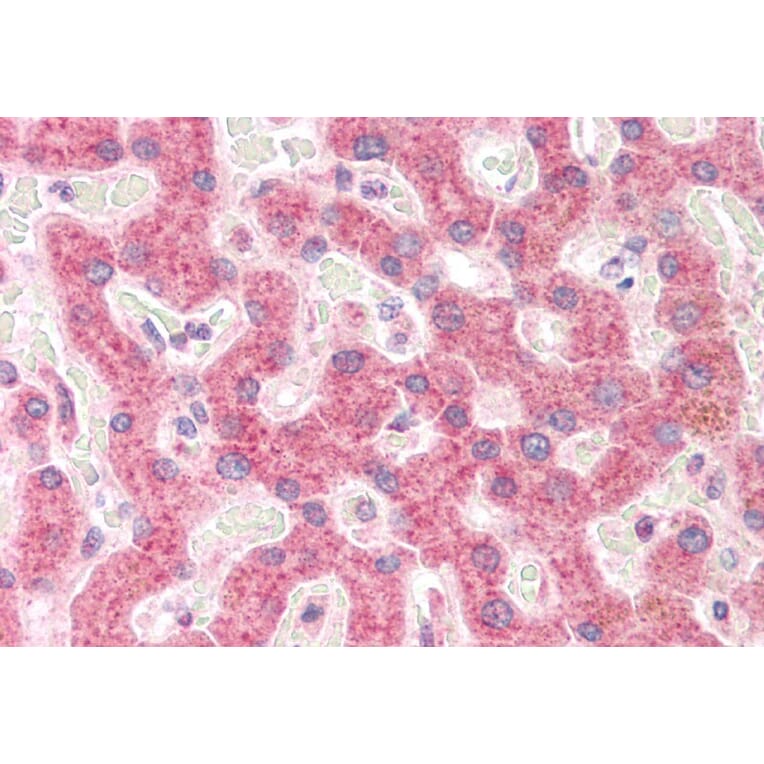 Immunohistochemistry - Anti-RPS19 Antibody (A84151) - Antibodies.com