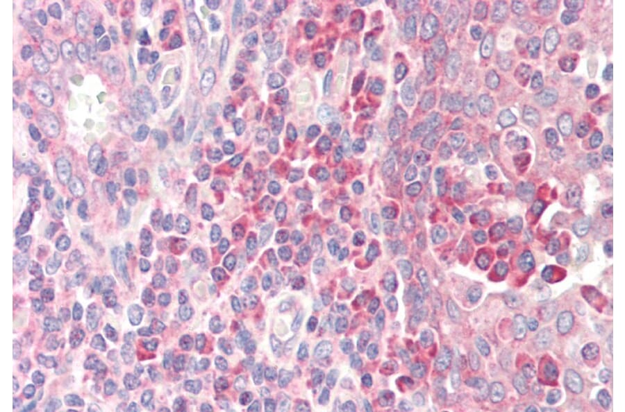 Immunohistochemistry - Anti-RPS19 Antibody (A84151) - Antibodies.com